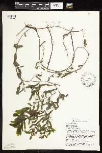 Potamogeton crispus image