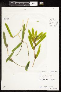 Potamogeton crispus image