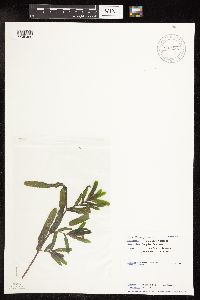 Potamogeton crispus image