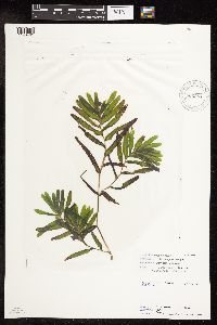 Potamogeton crispus image