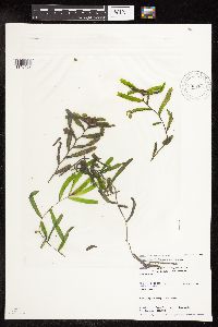 Potamogeton crispus image