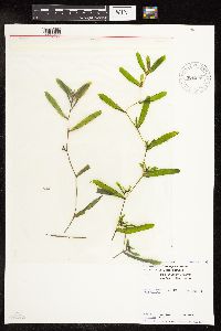 Potamogeton crispus image