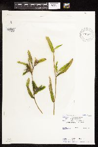 Potamogeton crispus image