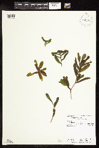 Potamogeton crispus image