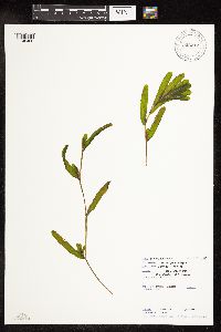 Potamogeton crispus image