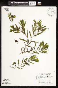 Potamogeton crispus image