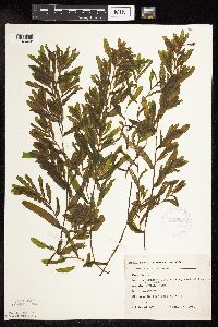 Potamogeton crispus image