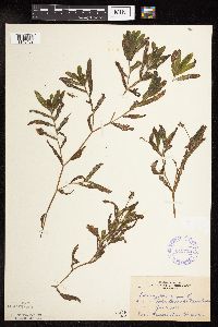 Potamogeton crispus image