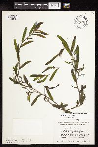 Potamogeton crispus image