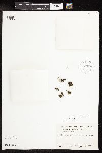 Potamogeton crispus image