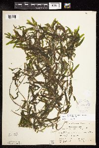 Potamogeton crispus image