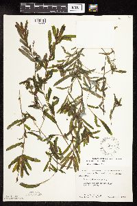 Potamogeton crispus image