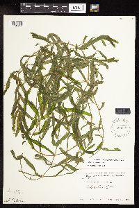 Potamogeton crispus image