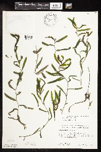 Potamogeton crispus image