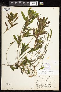 Potamogeton crispus image