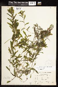 Potamogeton crispus image