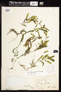 Potamogeton crispus image