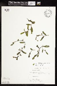 Potamogeton crispus image