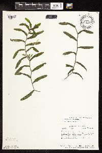 Potamogeton crispus image