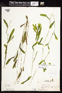 Potamogeton crispus image