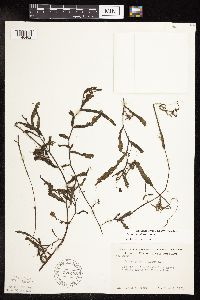 Potamogeton crispus image