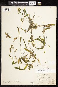 Potamogeton crispus image