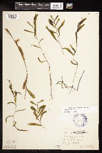 Potamogeton crispus image