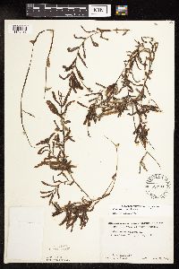 Potamogeton crispus image