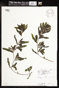 Potamogeton crispus image