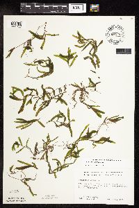 Potamogeton crispus image