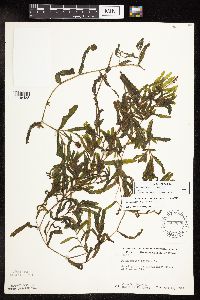 Potamogeton crispus image