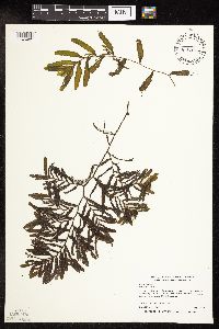 Potamogeton crispus image