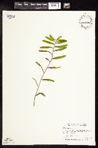 Potamogeton crispus image