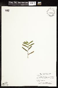 Potamogeton crispus image