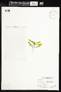 Potamogeton crispus image