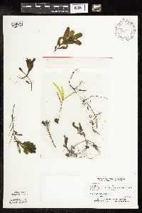 Potamogeton crispus image
