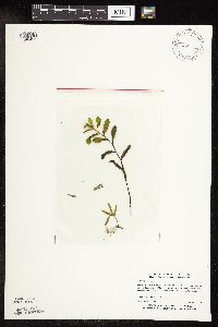 Potamogeton crispus image