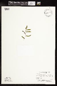 Potamogeton crispus image