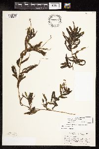 Potamogeton crispus image
