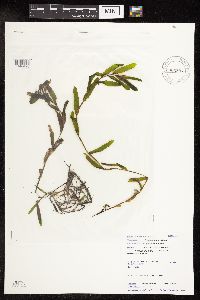 Potamogeton crispus image