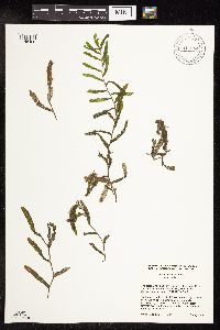 Potamogeton crispus image