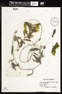 Potamogeton crispus image