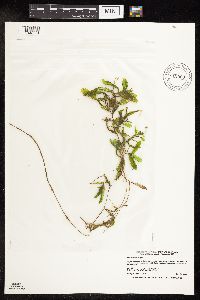 Potamogeton crispus image