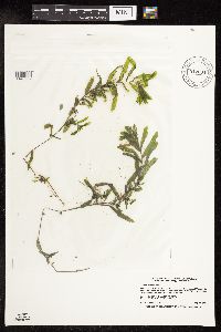 Potamogeton crispus image