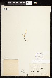 Potamogeton crispus image