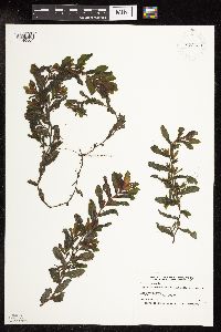 Potamogeton crispus image