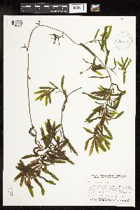 Potamogeton crispus image
