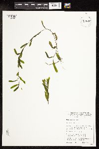 Potamogeton crispus image