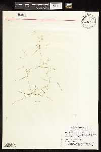 Media resource of Potamogeton foliosus