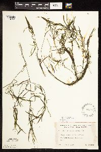 Potamogeton foliosus image